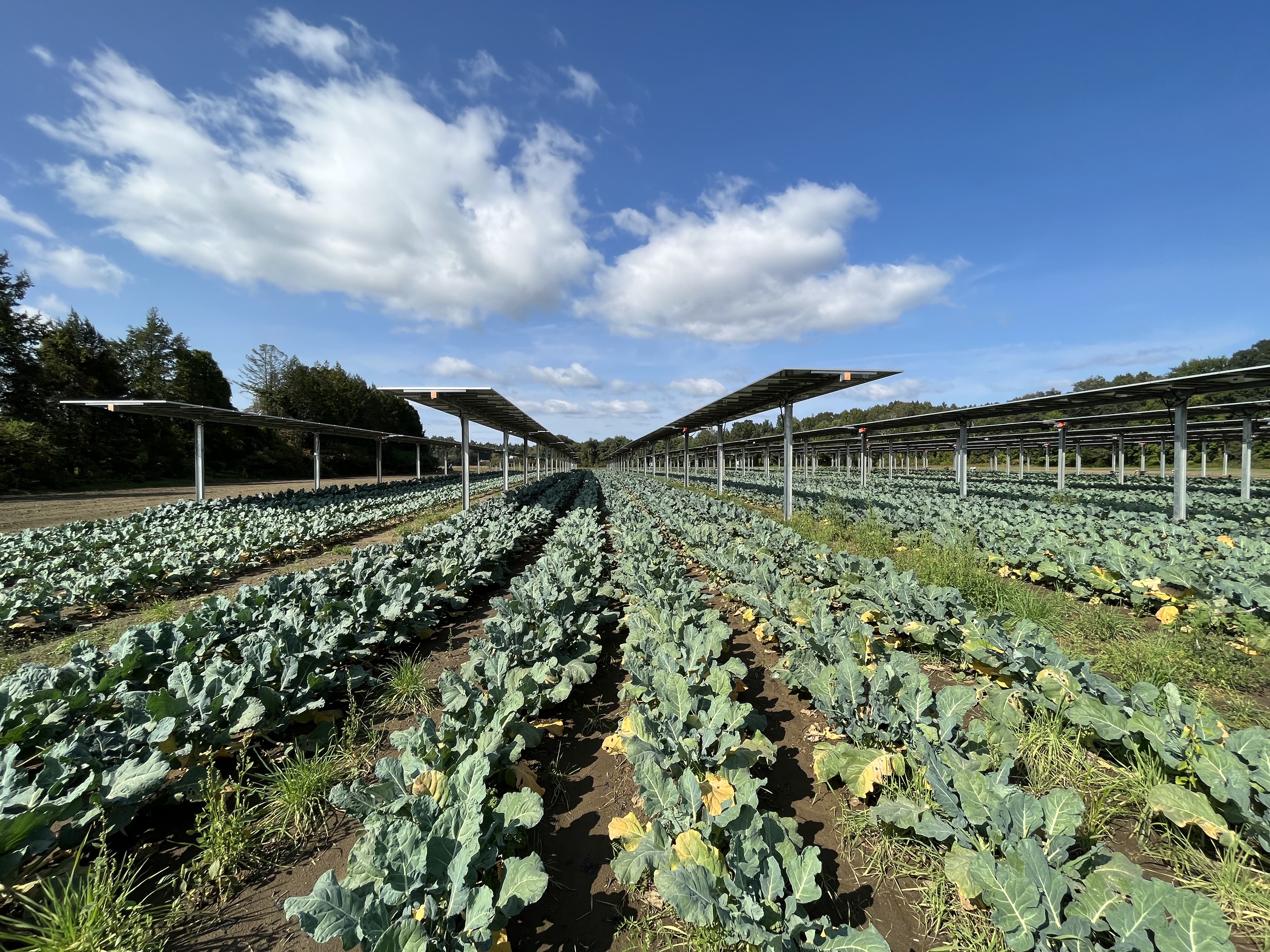 Broccoli Field.jpg